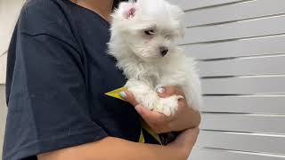 Spike Maltese Clip