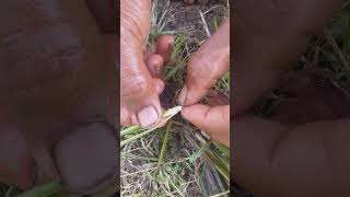 Serangan Ulat Sundep Pada Tanaman Padi