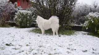 Samoyed - first snow