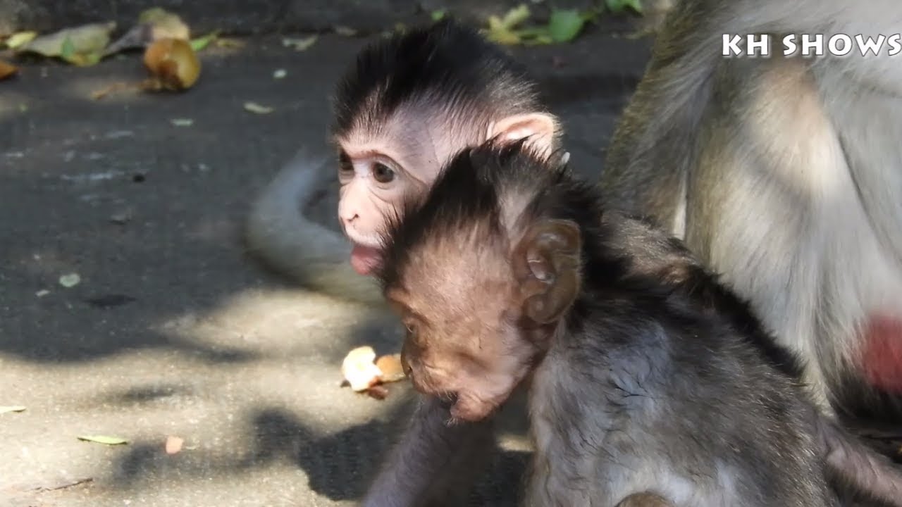 Remind: Qinny and Heidi Are Best Friend, Cute Baby Monkey | Heidi Group