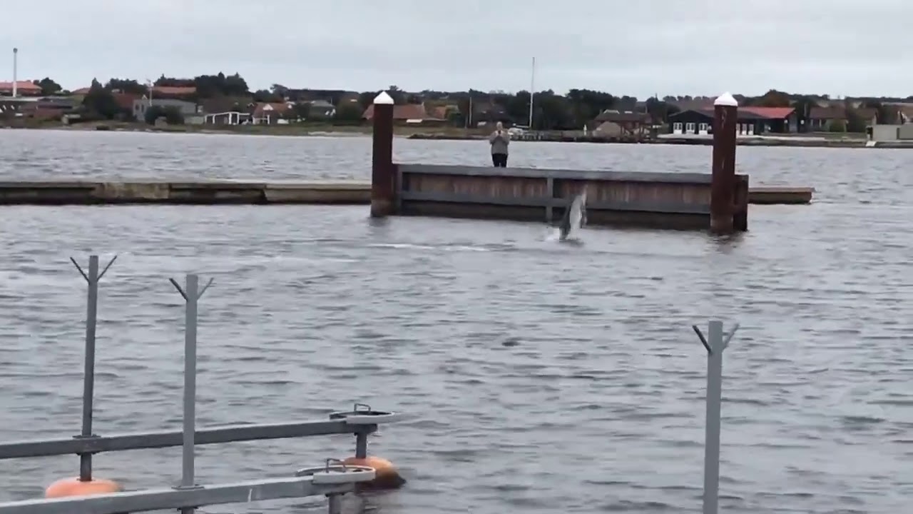 Legesyg delfin boltrer sig i dansk havn