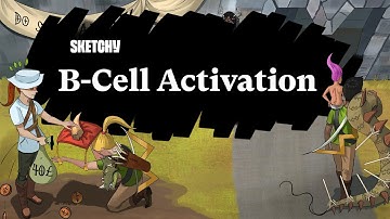 B-Cell Activation: Modes & Processes (Part 1) | Sketchy Medical | USMLE Step 1