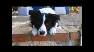 Fly border collie - Dog tricks