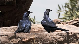Bristle-crowned Starling : Call and Bathing