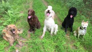 thursday boys sit stay and release