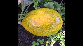 видео: Как выращиваю дыни картинка: Как выращиваю дыни