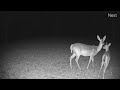 2021 09 26 doe and fawn cute nuzzle