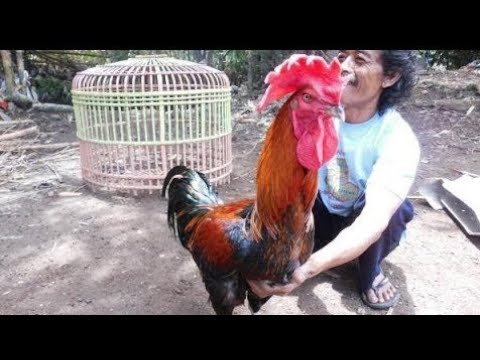 THE LARGEST AND ONLY PELUNG CHICKEN FARM IN INDONESIA