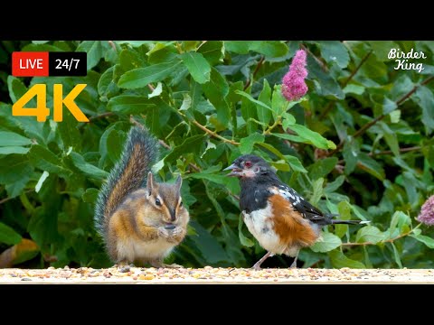 247 Live: Cat Tv For Cats To Watch Cute Birds And Squirrels 4K