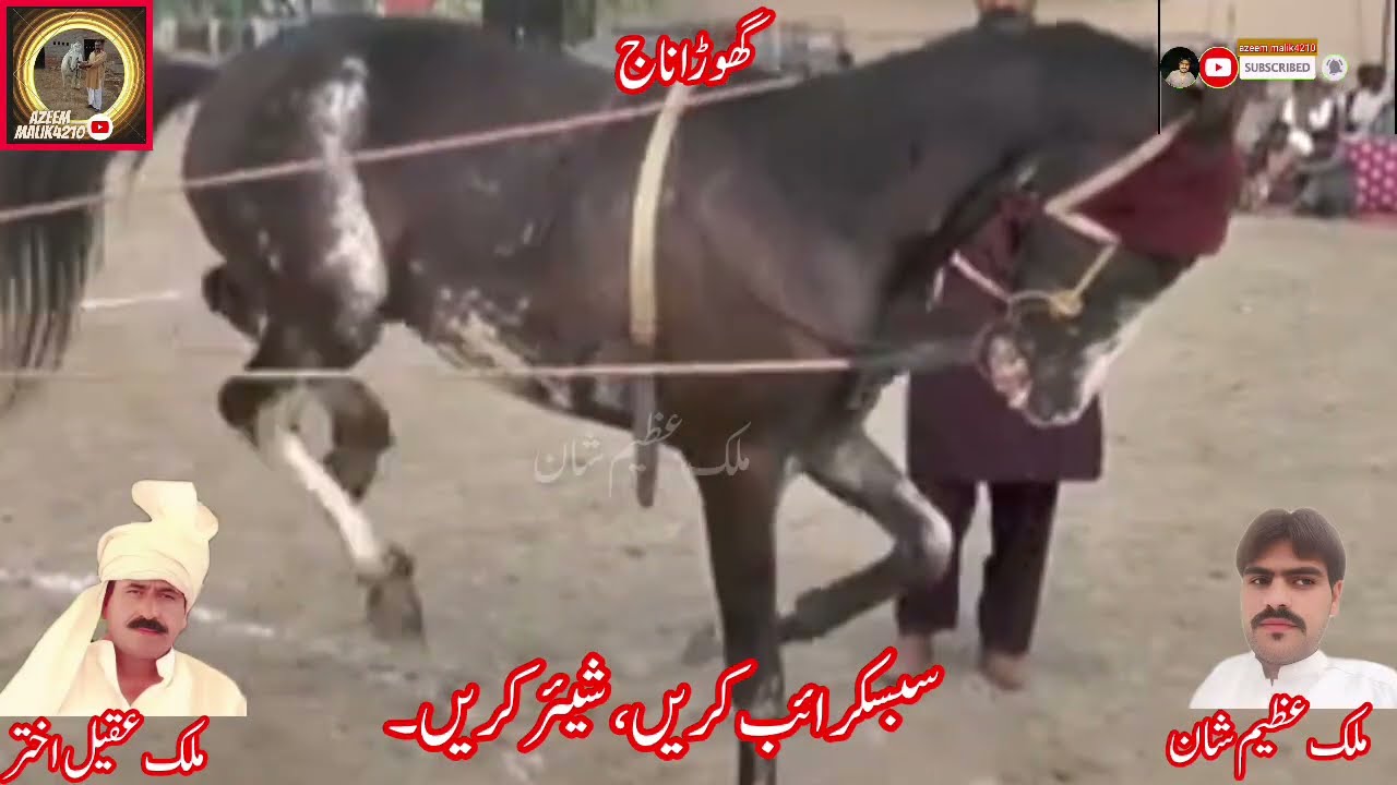 Ustad ziyaallah ghoda badal 🥰🐎2026#azeemmalik4210#horse