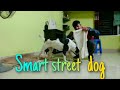 SMART STREET DOG. STREETDOG LISA