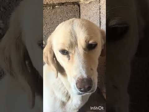 Nasıl tatlı oldular 