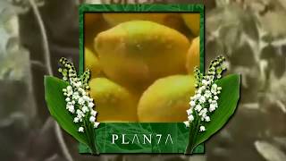 P L /\ N 7 /\ - Intra