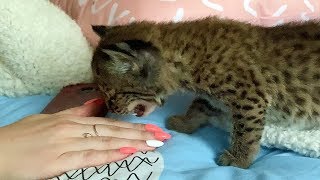 КОТЕНОК РЫСИ ОБШИПЕЛ ГОСТЕЙ КОТЕНОК РЫСИ ОБШИПЕЛ ГОСТЕЙ