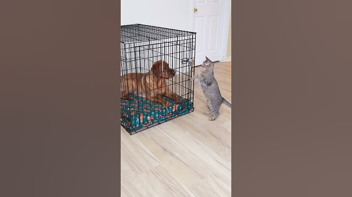 Cat Rescues Dog