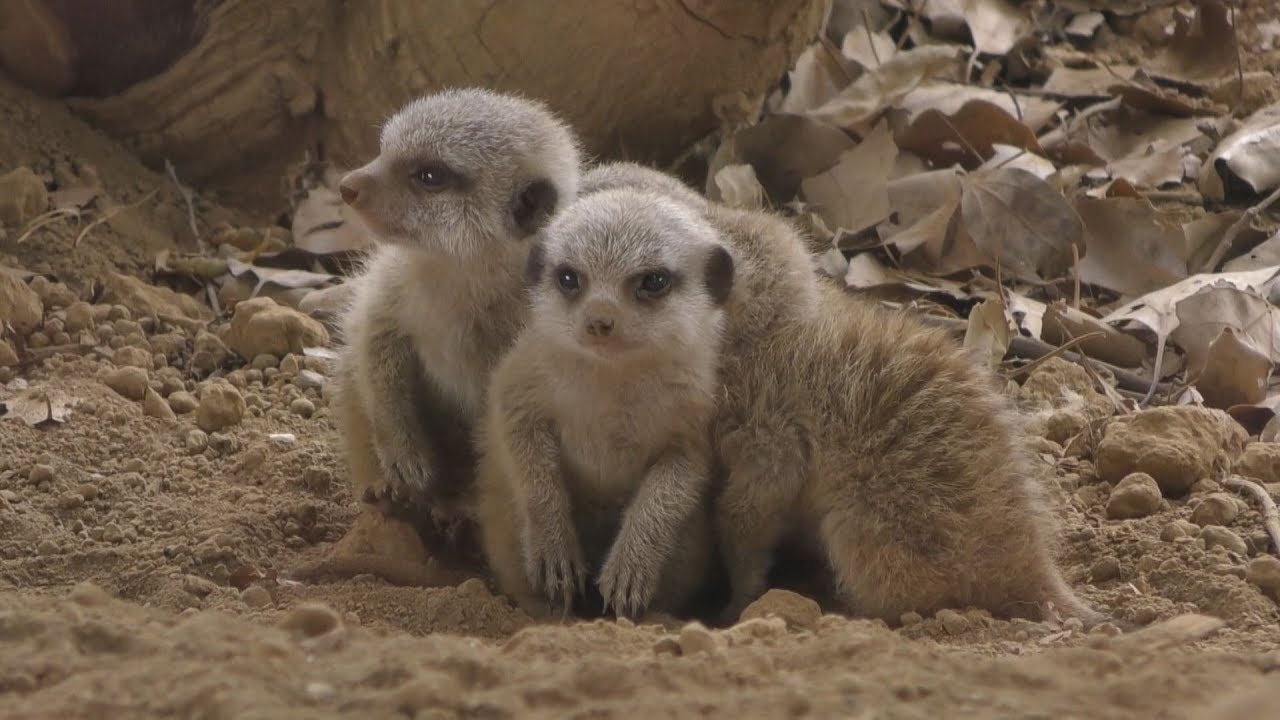 ミーアキャットの赤ちゃん お母さんといつも一緒 千葉市動物公園 Youtube
