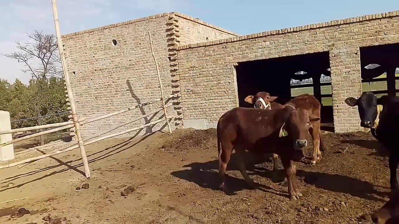 How to Build Animals Shed in Urdu/ Hindi/ Cattle Shed 