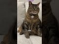 A Cat’s Life in Fast Forward: From Kitten to Senior 🐾❤️