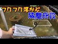 【池っス】メダカの稚魚の隔離施設を作成しました～スイレンも咲いた(^▽^)ヤッター