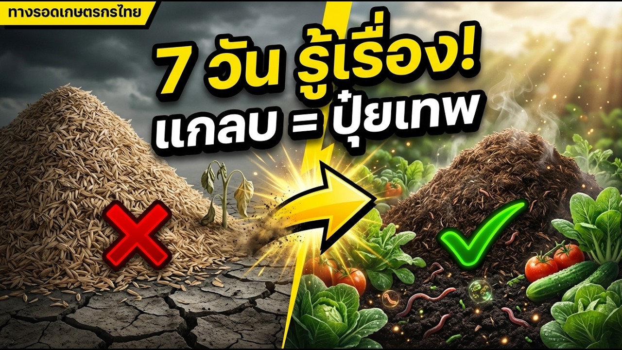 วิธีหมักแกลบให้เป็นปุ๋ยใน 7 วัน สูตรใช้ได้จริง