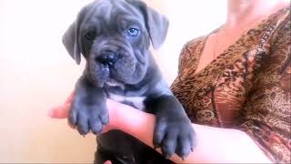 16 мая 2024 г. Красотка свободна 1,5 месяца, можно спросить #canecorso #щенки #канекорсо