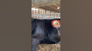 Meet Rieko Wilford: Animal Sciences Student at Purdue University