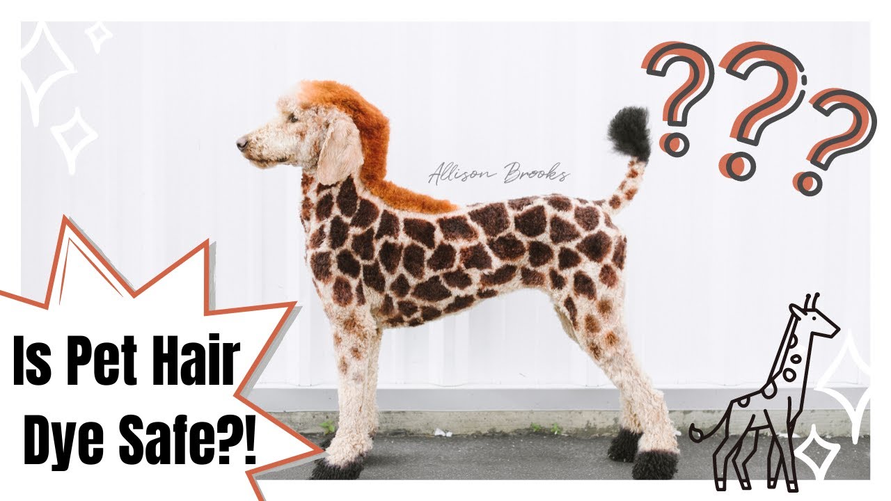 miniature schnauzer miniature poodle mix