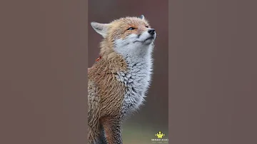 الثعلب الجبلي عن قرب 