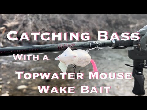 Catching Bass on a Topwater Mouse Wake Bait