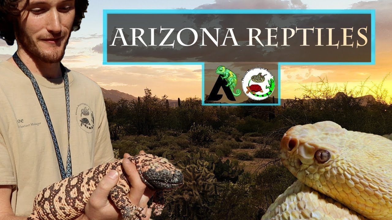 arizona snakes in winter Reptiles of Arizona - Phoenix Herpetological Society