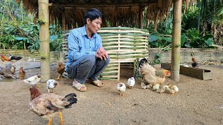 Renovate Chicken Coop Made Of Bamboo  Take Care Of Chicks