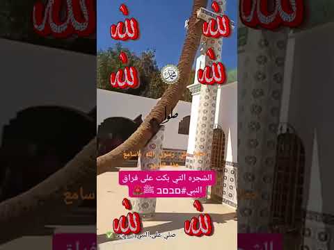 الشجرة التي بكت علي فراق النبي محمد صلوا علي النبي يامسلمين