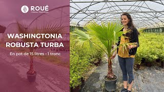 Palmier du Mexique - Washingtonia 1 tronc en pot de 15 litres