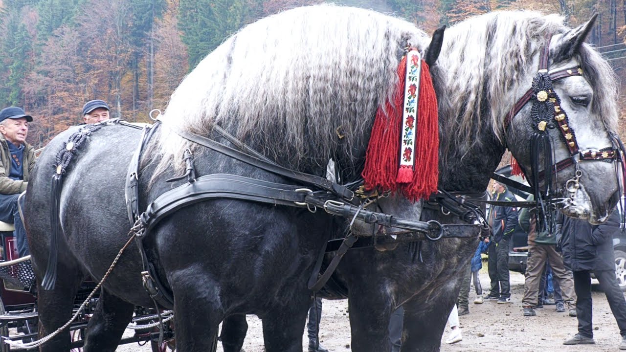 Târg expozițional de cai  Valea Străjii-Bistrița Năsăud 26 Octombrie 2025 ep.1