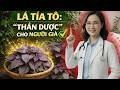 Lá Tía Tô – “Thần Dược” Cho Người Già Ít Ai Để Ý