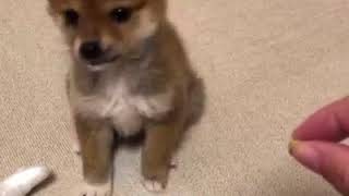 | 9GAG | Baby Shiba Ibu Resists The Treat