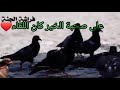 على صحبة الخير كان اللقاء حالات واتس آب دينية فضلا لايك للفيديو وإشتراك بالقناة على صحبة الخير كان اللقاء حالات واتس آب دينية فضلا لايك للفيديو وإشتراك بالقناة