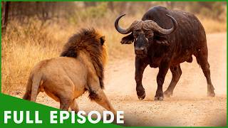 PRIDE UNDER ATTACK - Lions Fight Against the Odds (Full Episode) | Nature Animal Documentary