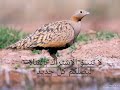 صوت القطا الكدري أو الحرجل Black Bellied Sandgrouse Sound 