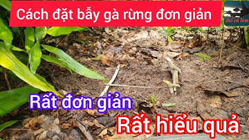 Bẫy gà rừng. Cách đặt bẫy gà rừng rất đơn giản cực kì hiệu quả mới nhất chúc các bạn thành công