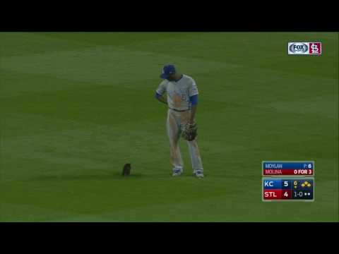 Rally Cat invades the field during Royals-Cardinals