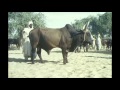 Arabe Tchad Moukhtar Waldassabilé 7عرب تشاد مختار ولد السبيلي Arabe Tchad Moukhtar Waldassabilé 7عرب تشاد مختار ولد السبيلي