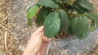 See the benefits of using a shade cloth first year! follow me on
instagram: @californiagardeningmom