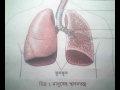 hu man respiratory system