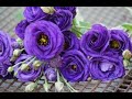 Gorgeous Lisianthus  Flowers, How to Grow , take care, Propagate Lisianthus