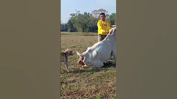 Breeding Dogs And Cows Better 