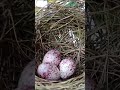 I wanted to see it grow up but the birds were taken by someone