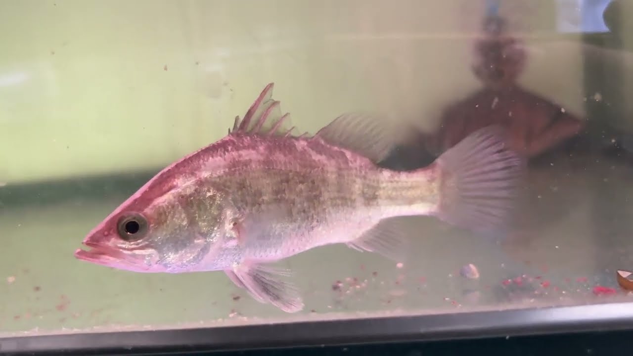 アクアショップ かのう ダトニオ・パーチ