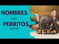 NOMBRES de PERROS machos🐕