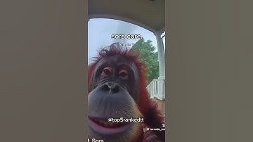 open ai Sora core. №2 #openai #funny #memes #sora #fypシ #shorts